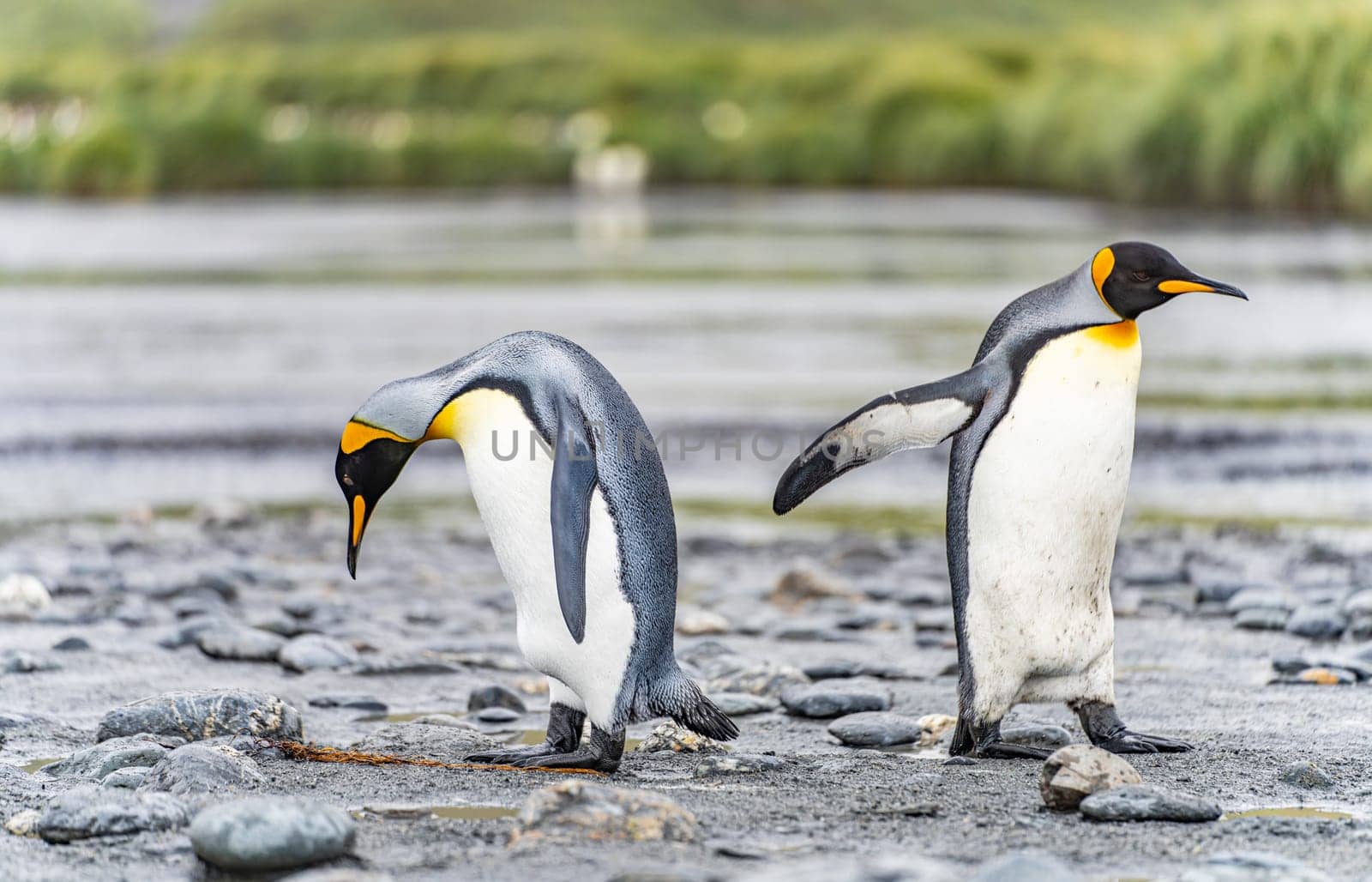 Group of 4 King Penguins (APTENODYTES PATAGONICUS) on South Georgia