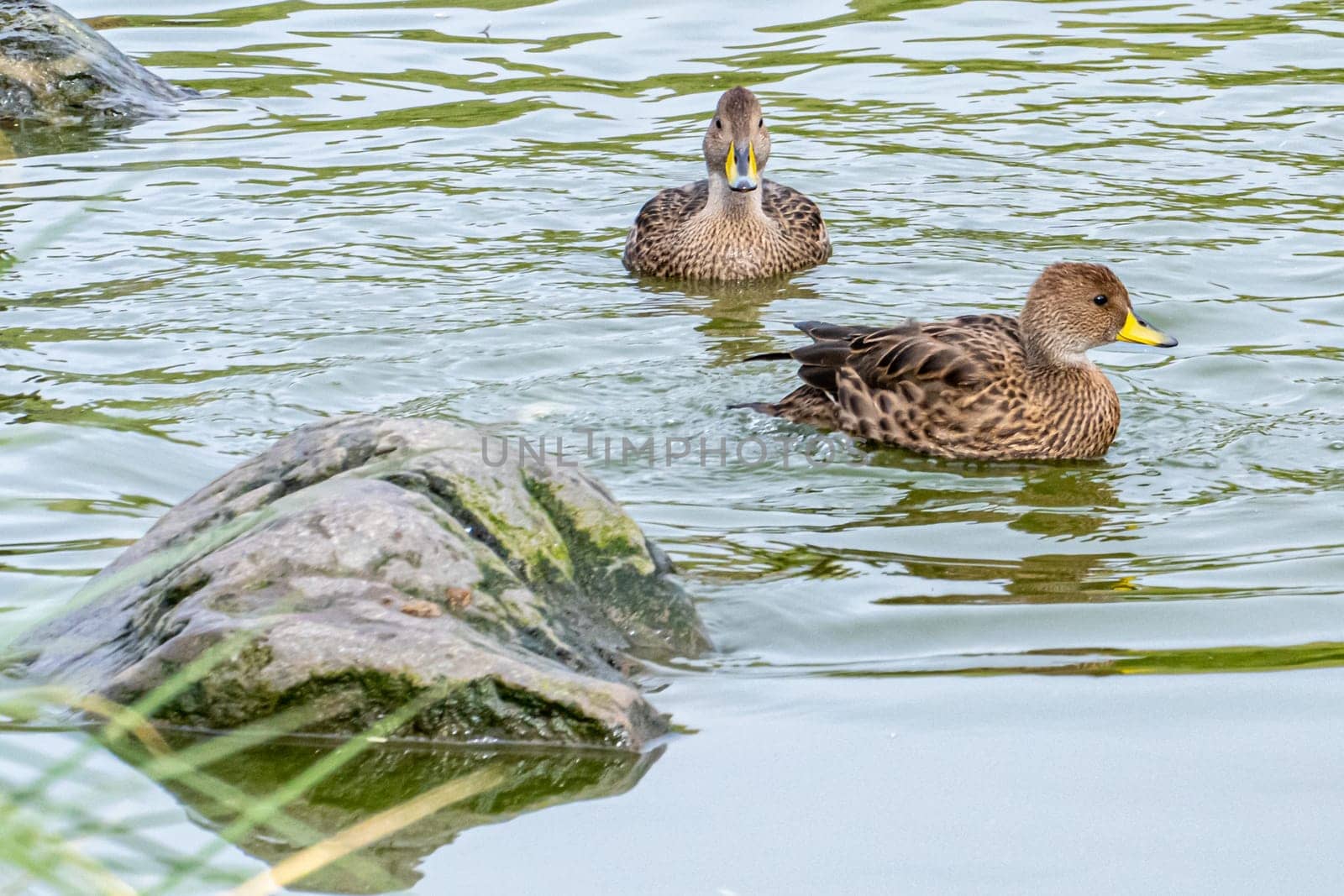 Small, mottled, predominantly brown Sharp-tailed Ducks (Anas georgica) swim in the water of a lake on South Georgia