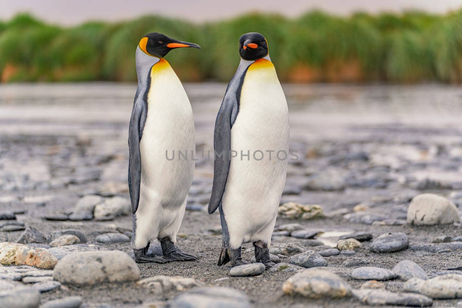 Group of 4 King Penguins (APTENODYTES PATAGONICUS) on South Georgia