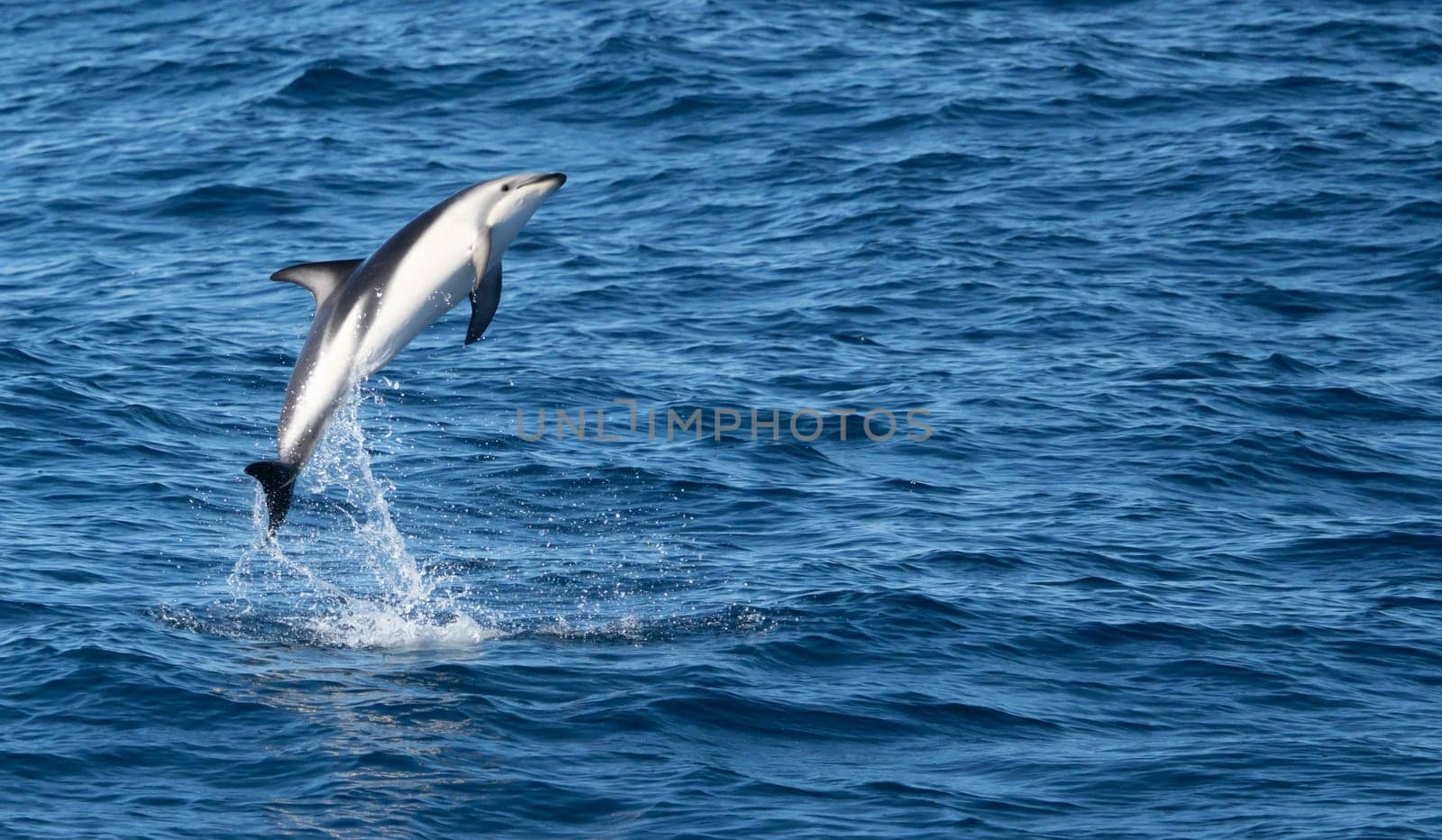 Playful, jumping black dolphin (Lagernohynchus obscurus) in the open sea