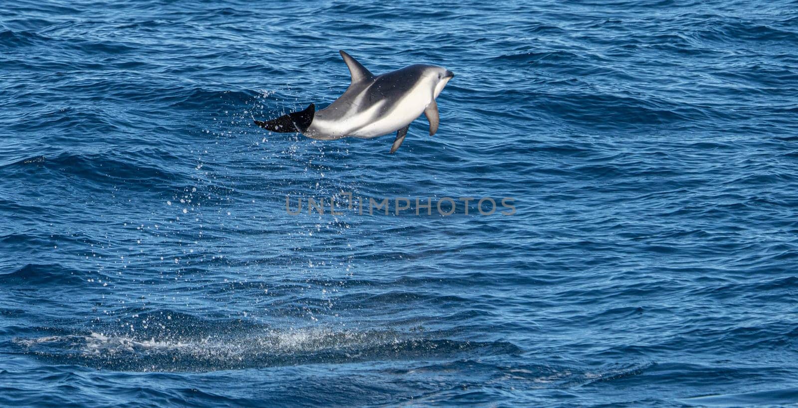 Playful, jumping black dolphin (Lagernohynchus obscurus) in the open sea