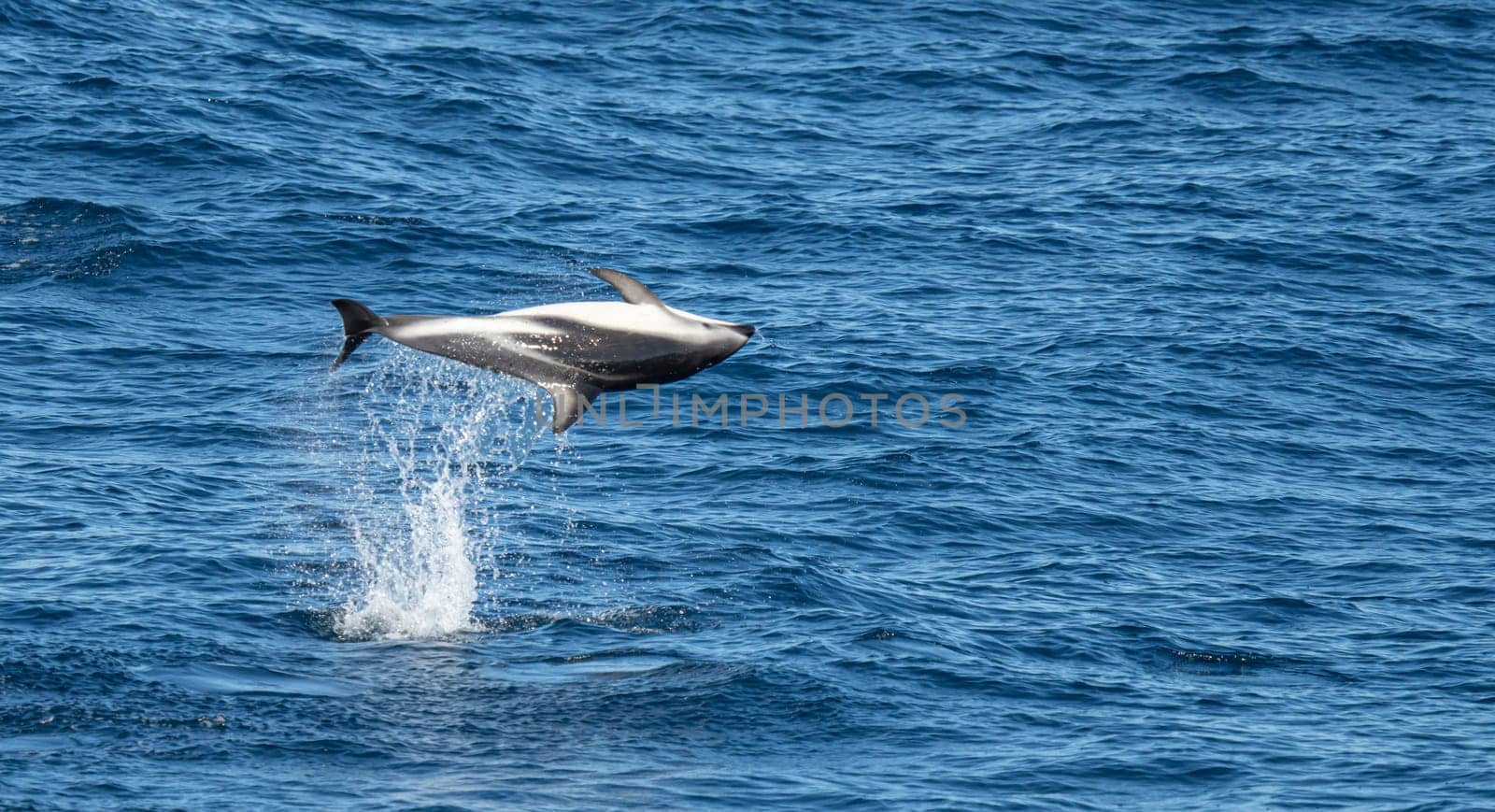 Playful, jumping black dolphin (Lagernohynchus obscurus) in the open sea