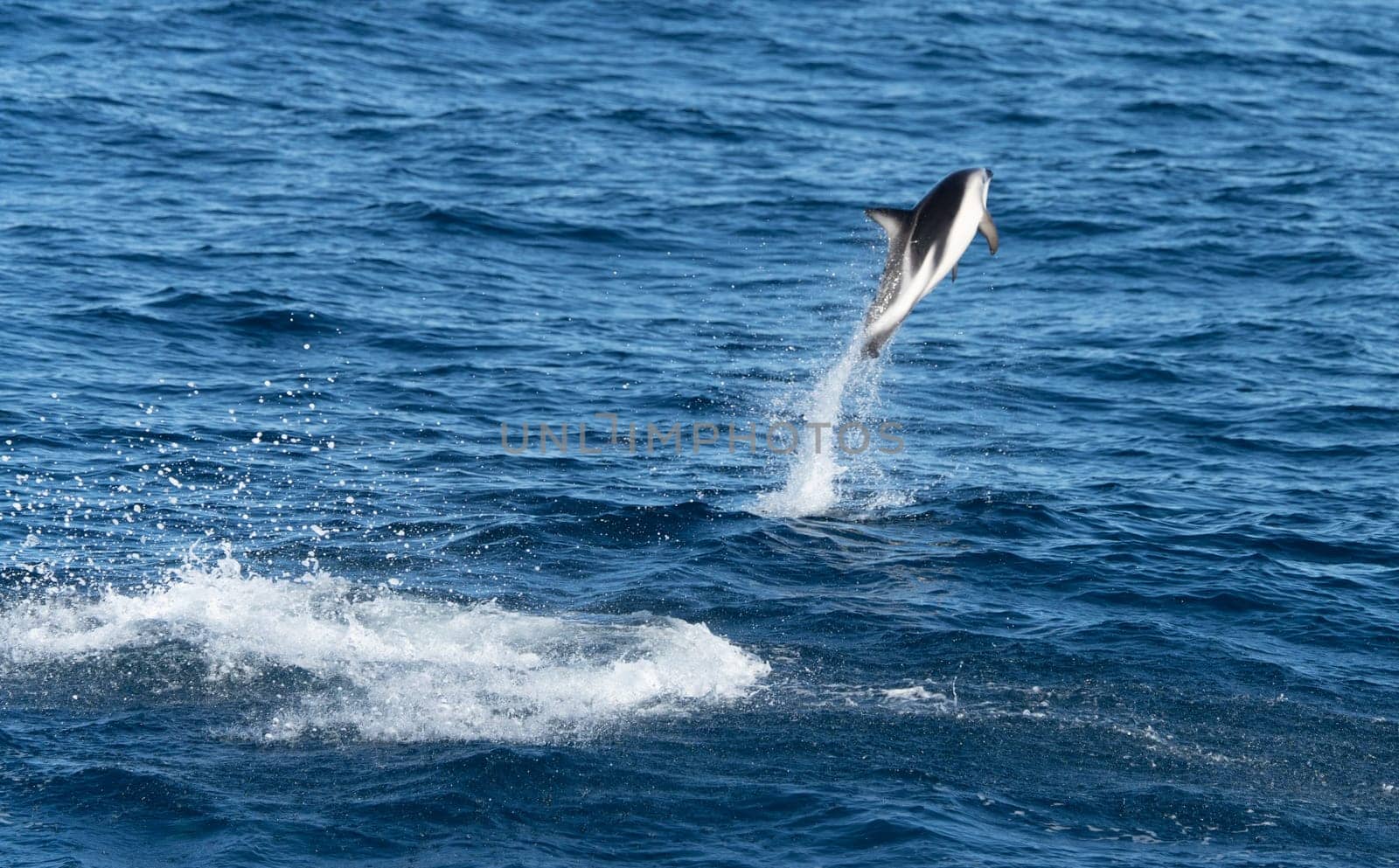Playful, jumping black dolphin (Lagernohynchus obscurus) in the open sea