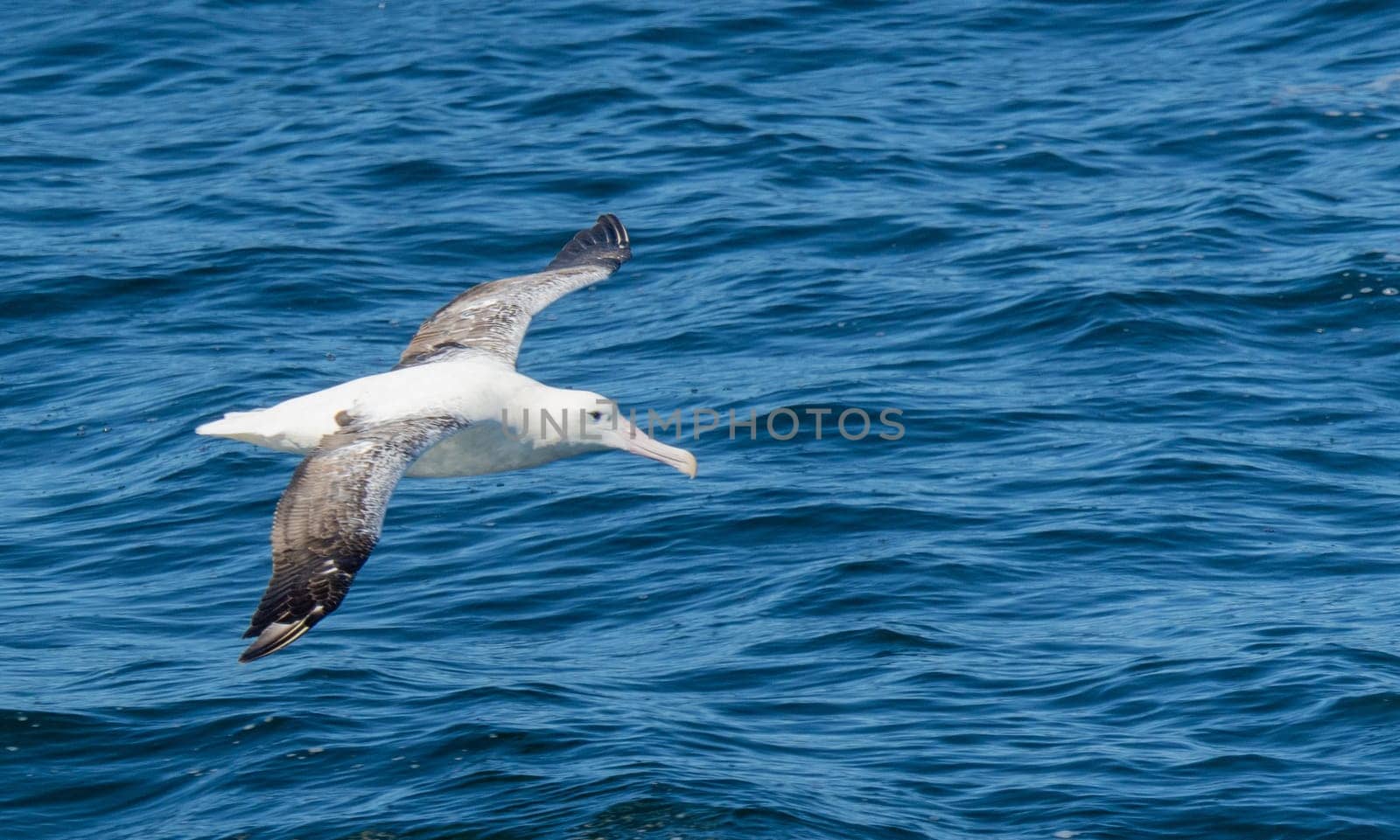 Wandering albatross (Diomedea exulans) - the bird with the largest wingspan in the world soars over the blue sea in gliding flight