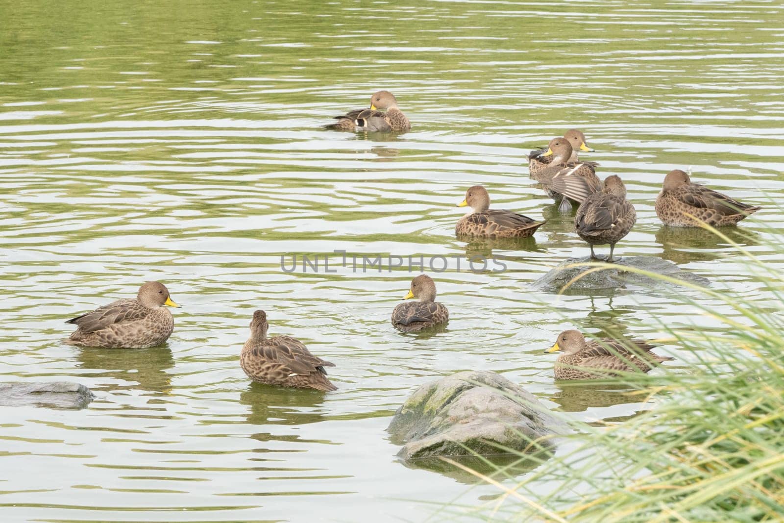 Small, mottled, predominantly brown Sharp-tailed Ducks (Anas georgica) swim in the water of a lake on South Georgia