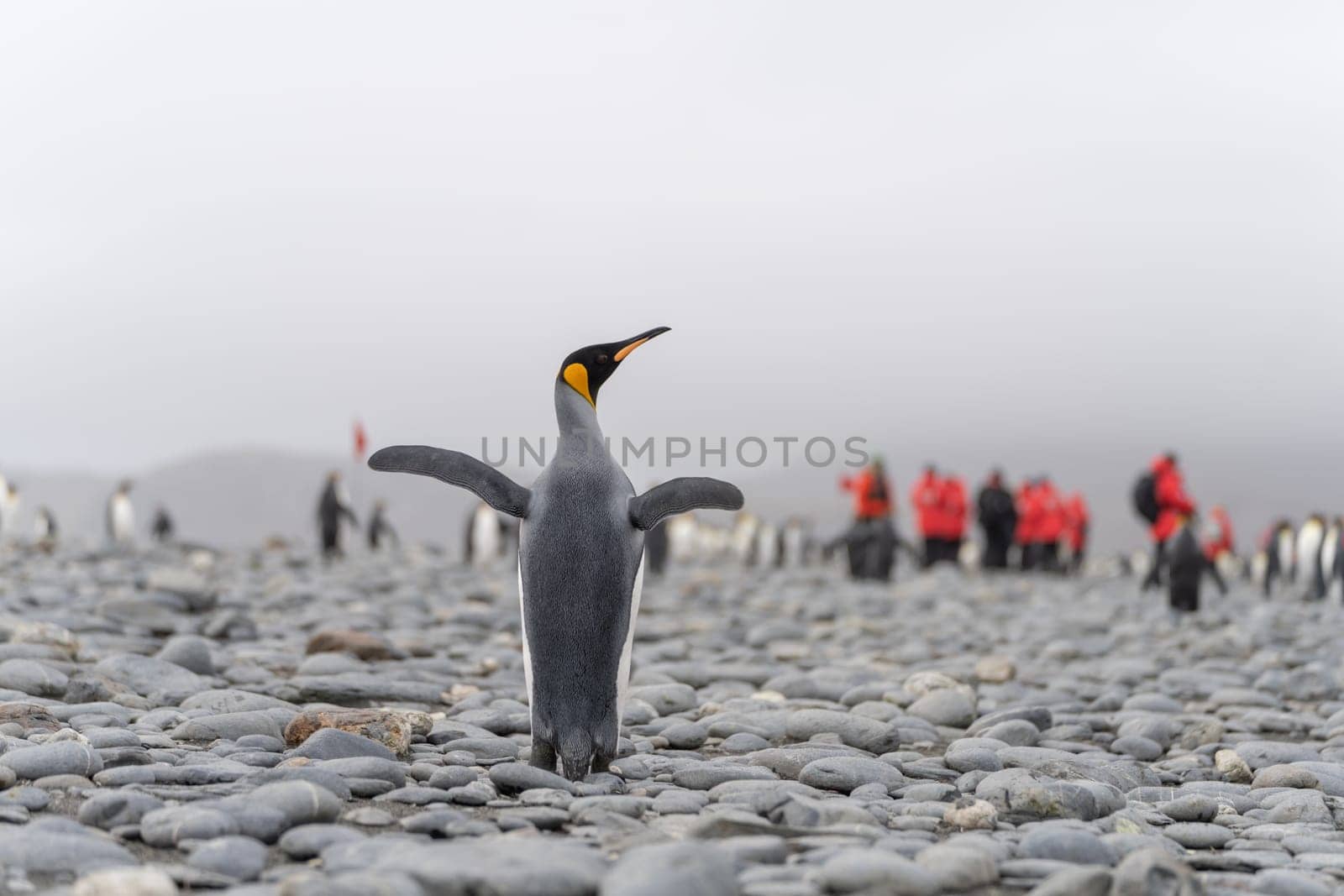 King Penguin - (APTENODYTES PATAGONICUS) colony in Salisbury Plain a vast plain washed out by the Grace Glacier on South Georgia and South Georgia's largest elephant seal nursery. Salisbury Plain, a vast expanse of glacial outwash plains, 50km from the western extremity of the island. Formed by the retreat of the Grace Glacier, and now covering over 2km², it is the largest area of level ground at South Georgia – and the perfect spot for a huge king penguin rookery with an estimate of around 60´000 pairs. It is one of South Georgia´s largest elephant seal breeding population haul out, along with fur seals spread out along the beach.