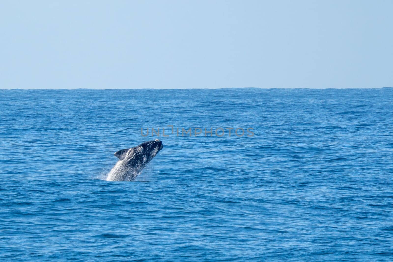 Playful, jumping black dolphin (Lagernohynchus obscurus) in the open sea