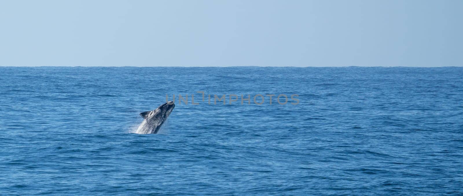 Playful, jumping black dolphin (Lagernohynchus obscurus) in the open sea