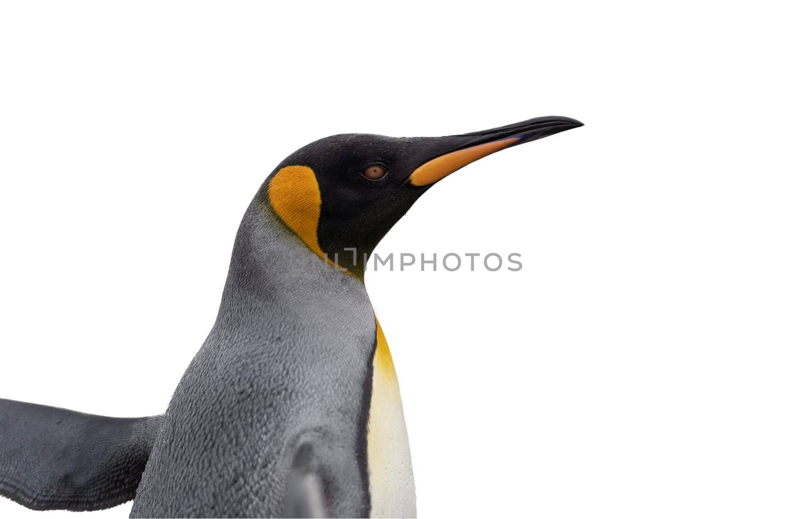 Lateral close-up of the head of a pretty king penguin, cropped against a white background