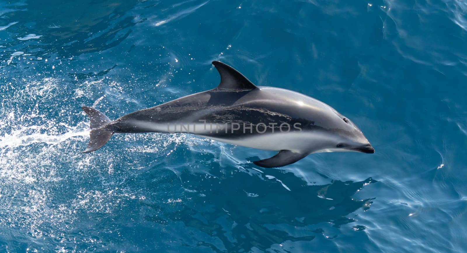 Playful, jumping black dolphin (Lagernohynchus obscurus) in the open sea
