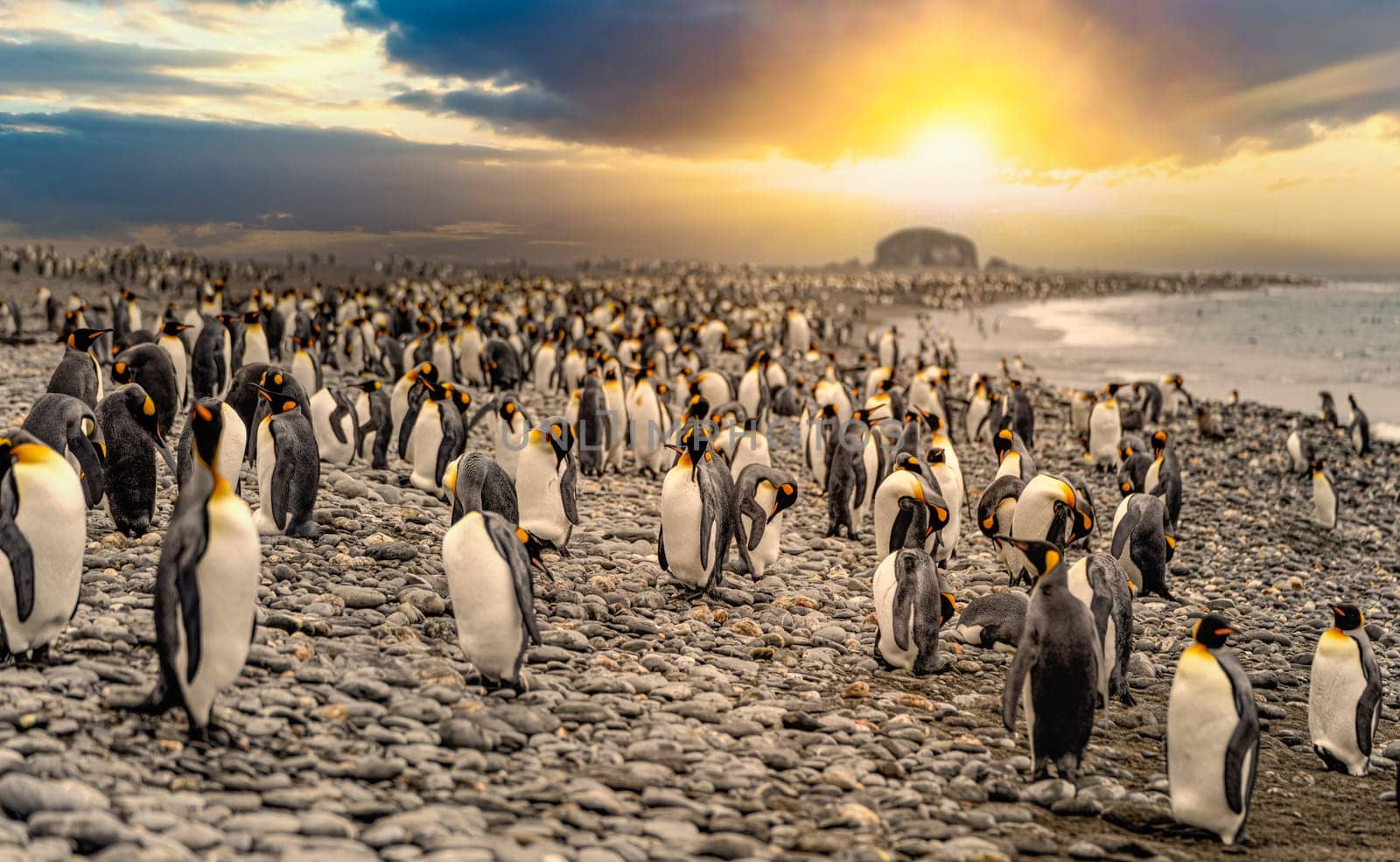 King Penguin - (APTENODYTES PATAGONICUS) colony in Salisbury Plain a vast plain washed out by the Grace Glacier on South Georgia and South Georgia's largest elephant seal nursery. Salisbury Plain, a vast expanse of glacial outwash plains, 50km from the western extremity of the island. Formed by the retreat of the Grace Glacier, and now covering over 2km², it is the largest area of level ground at South Georgia – and the perfect spot for a huge king penguin rookery with an estimate of around 60´000 pairs. It is one of South Georgia´s largest elephant seal breeding population haul out, along with fur seals spread out along the beach.