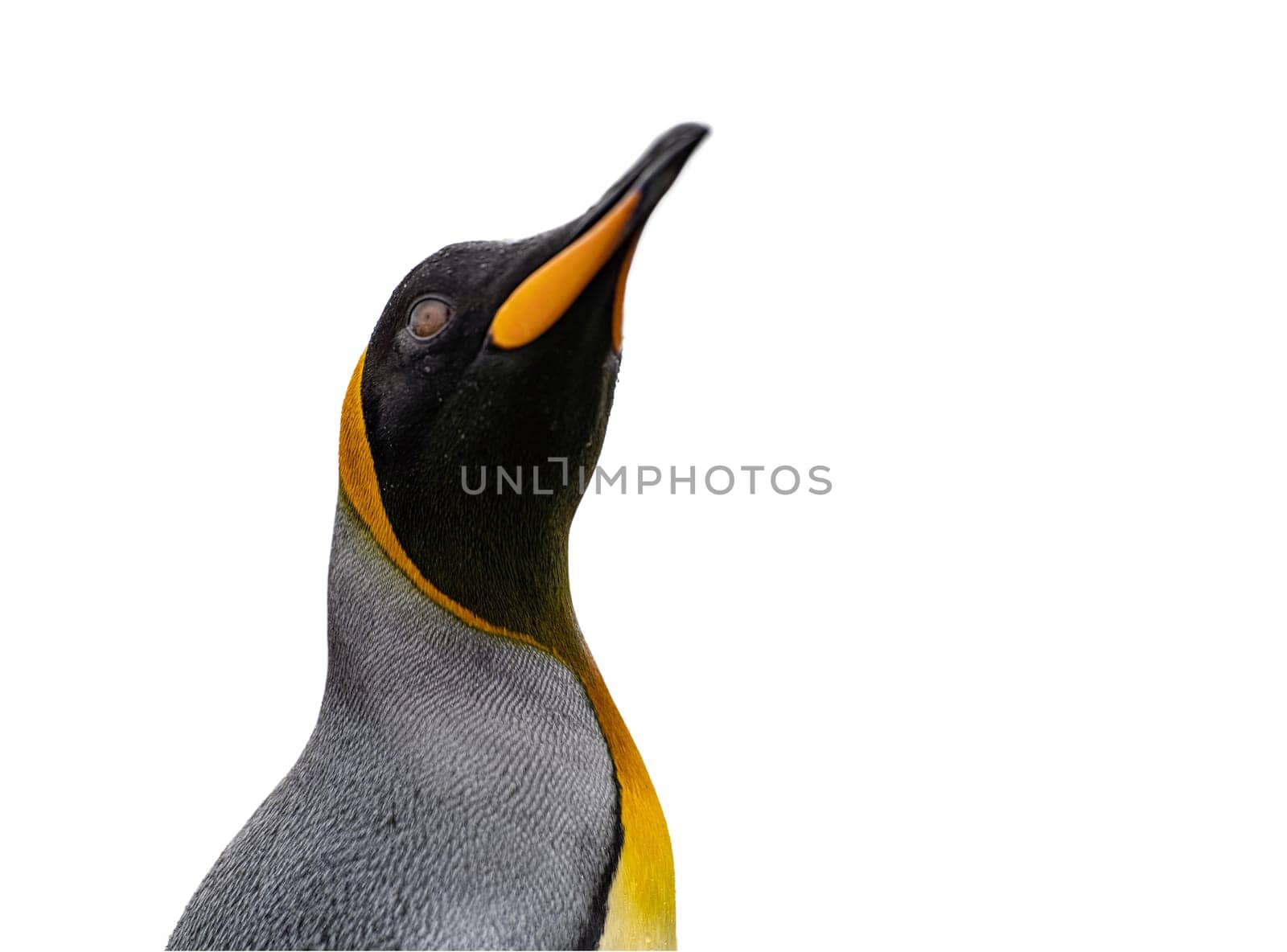 Lateral close-up of the head of a pretty king penguin, cropped against a white background