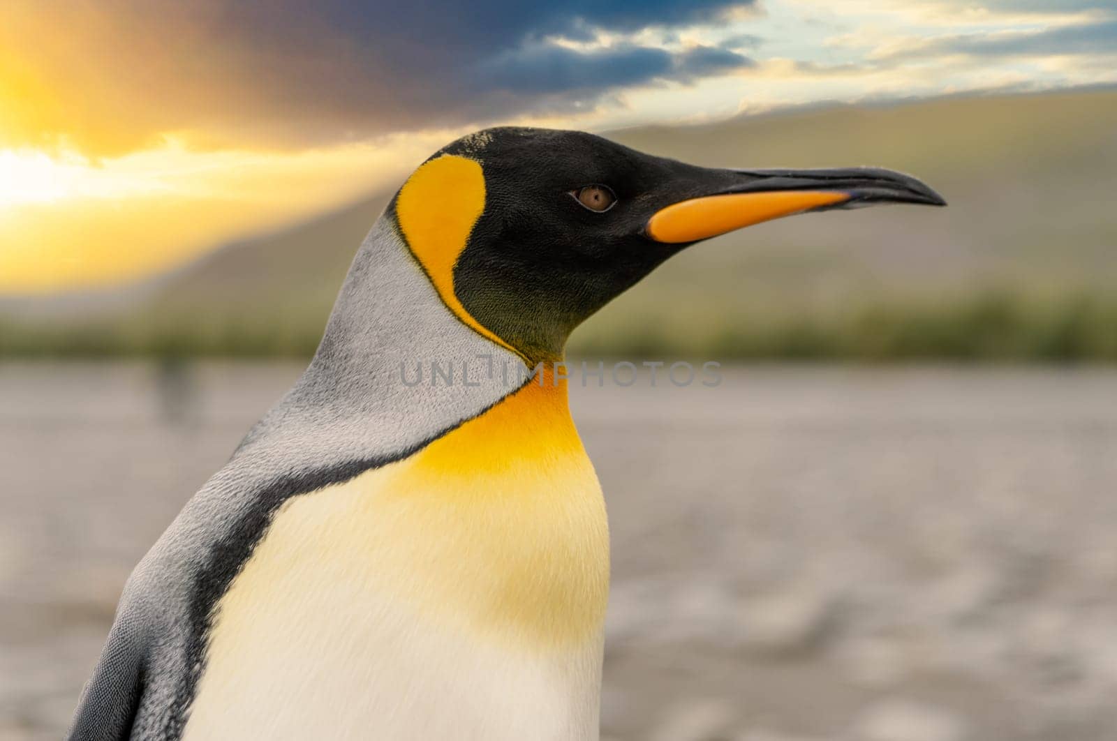 Lateral close-up of the head of a pretty king penguin, cropped against a white background