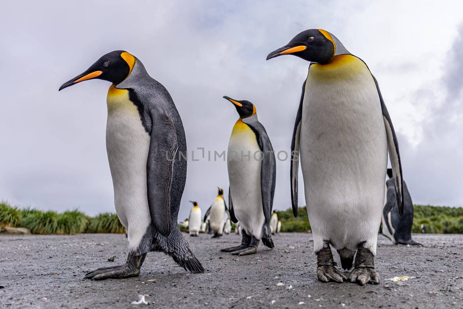 Group of 4 King Penguins (APTENODYTES PATAGONICUS) on South Georgia