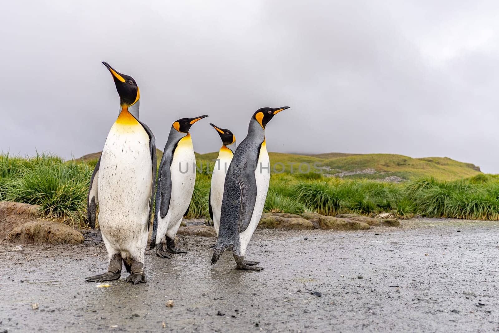 Group of 4 King Penguins (APTENODYTES PATAGONICUS) on South Georgia