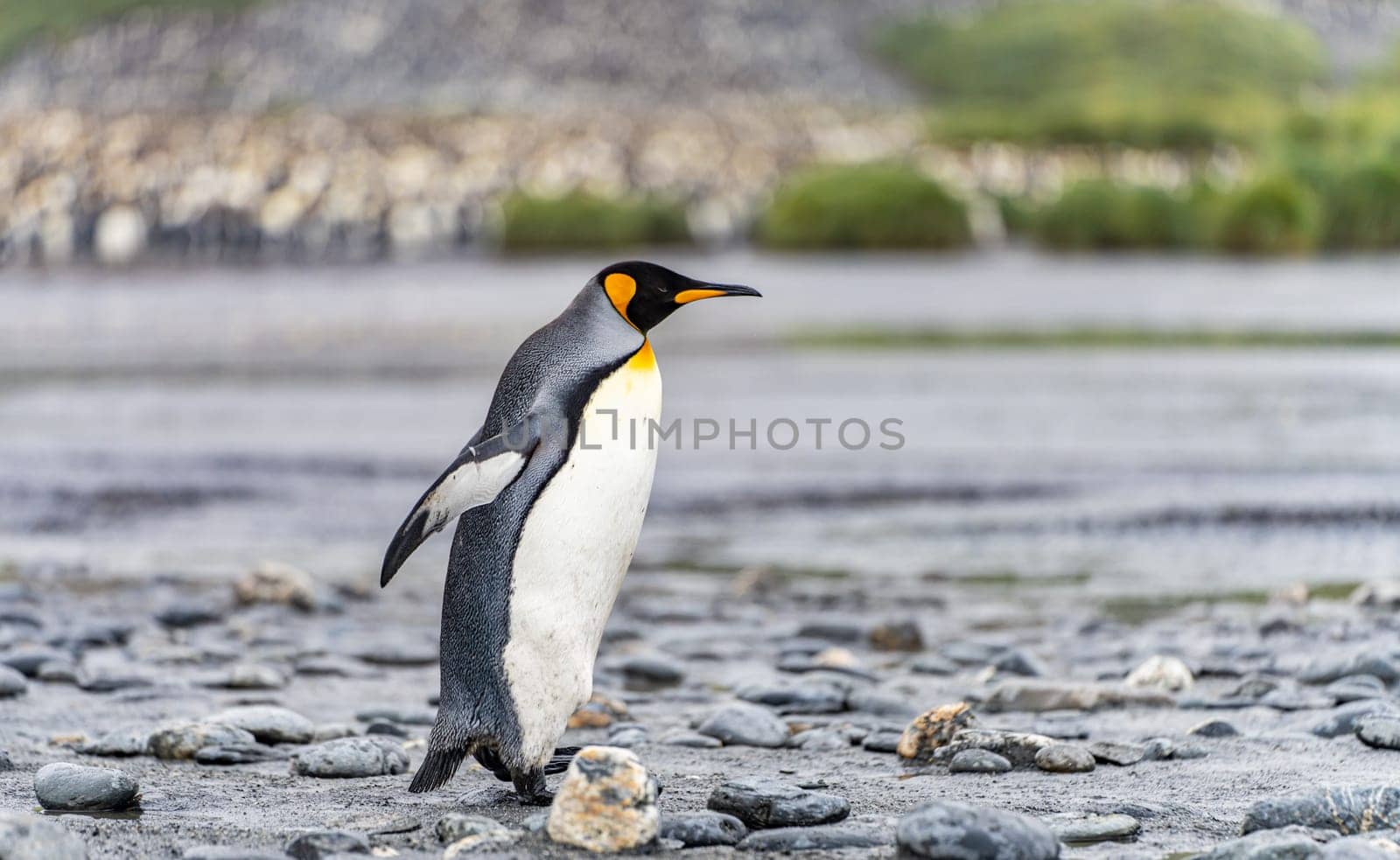 King Penguin - (APTENODYTES PATAGONICUS) colony in Salisbury Plain a vast plain washed out by the Grace Glacier on South Georgia and South Georgia's largest elephant seal nursery. Salisbury Plain, a vast expanse of glacial outwash plains, 50km from the western extremity of the island. Formed by the retreat of the Grace Glacier, and now covering over 2km², it is the largest area of level ground at South Georgia – and the perfect spot for a huge king penguin rookery with an estimate of around 60´000 pairs. It is one of South Georgia´s largest elephant seal breeding population haul out, along with fur seals spread out along the beach.