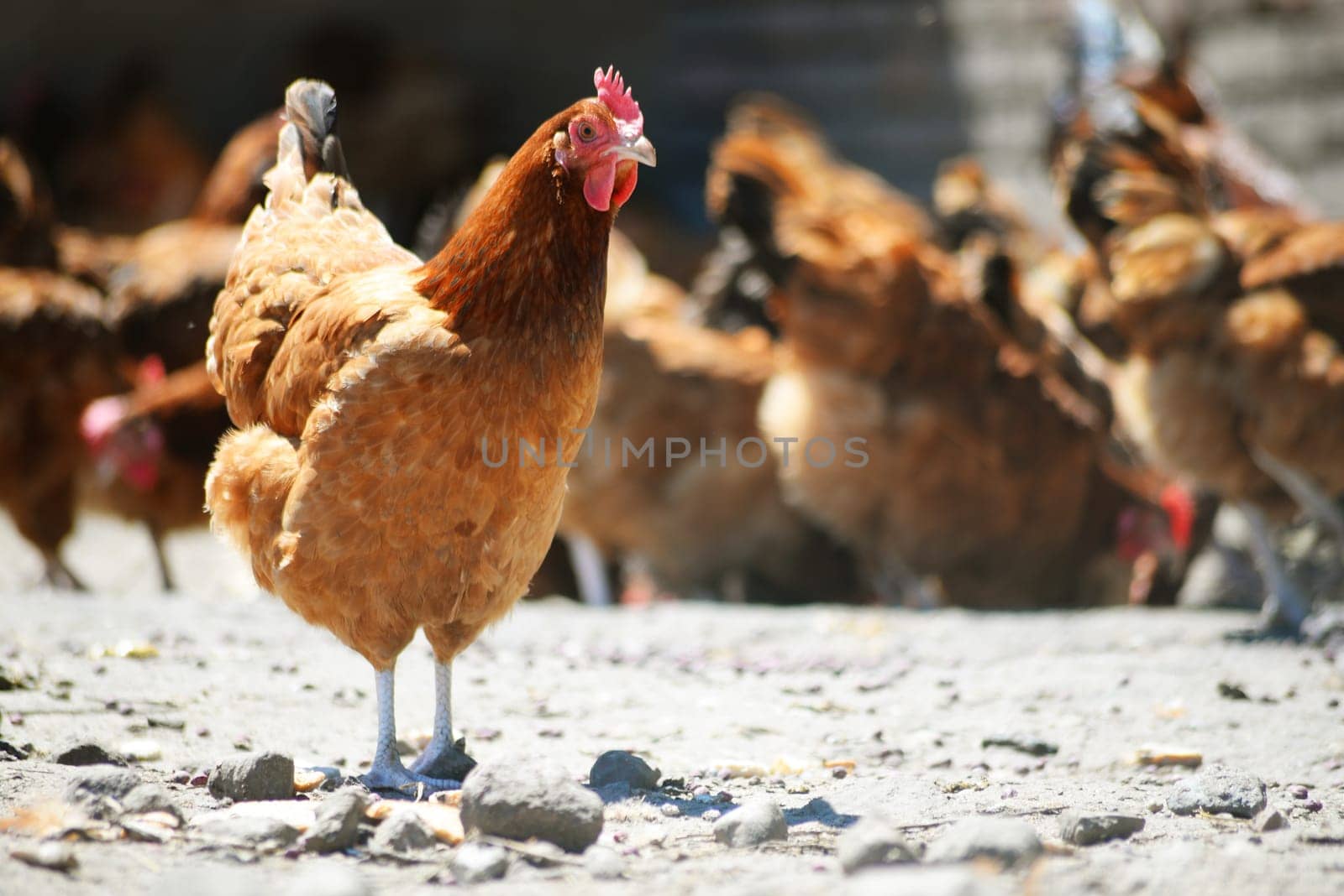Chickens on traditional free range poultry farm.