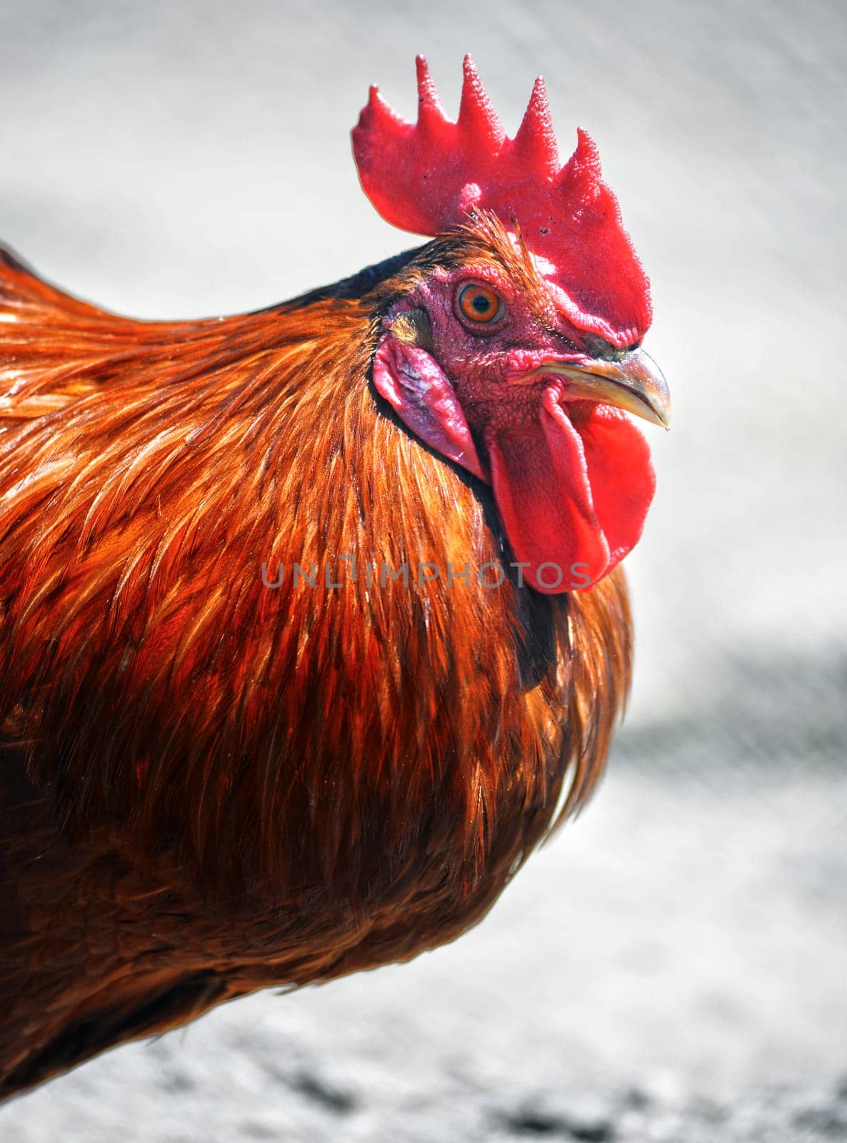 Rooster on traditional free range poultry farm.
