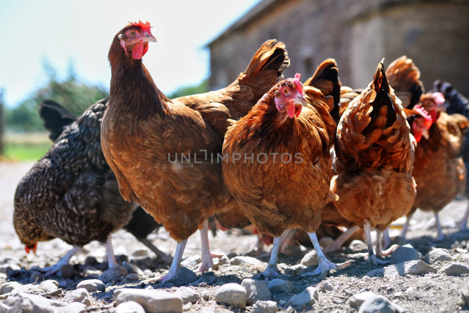 Chickens on traditional free range poultry farm.