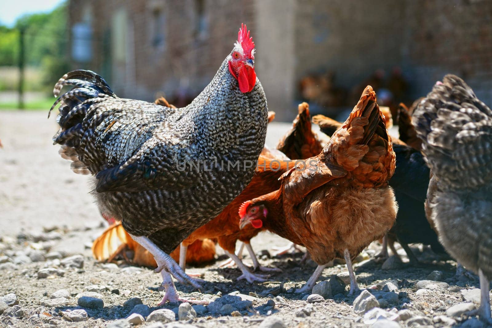 Chickens on traditional free range poultry farm.