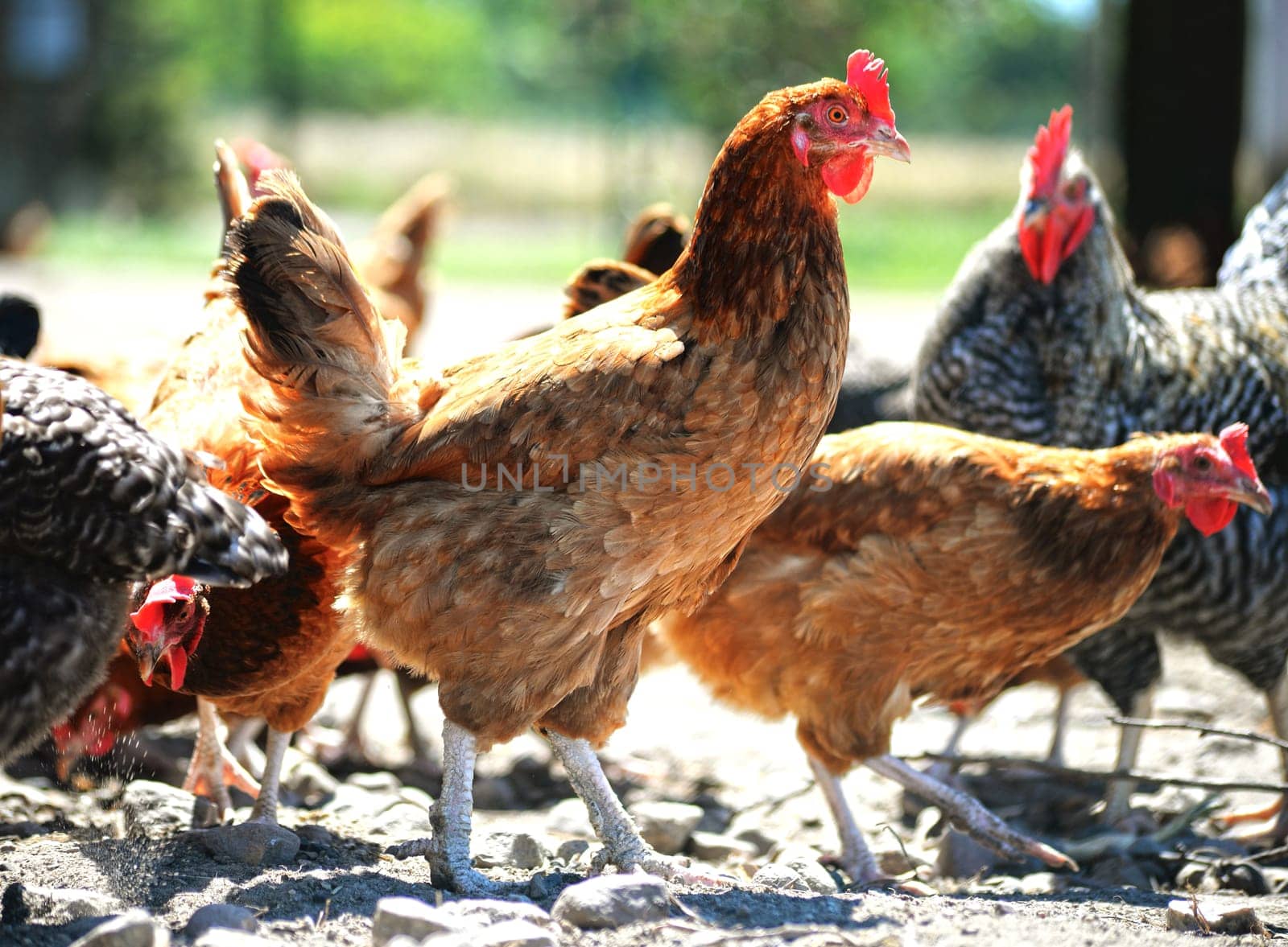 Chickens on traditional free range poultry farm.