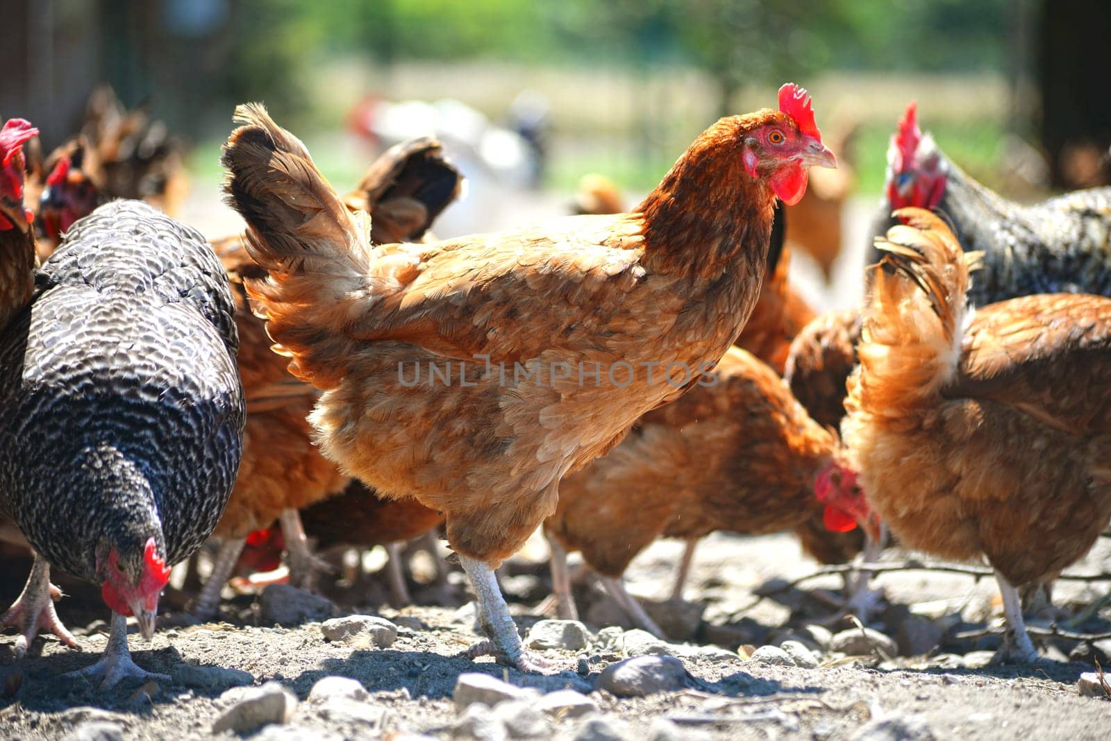 Chickens on traditional free range poultry farm.