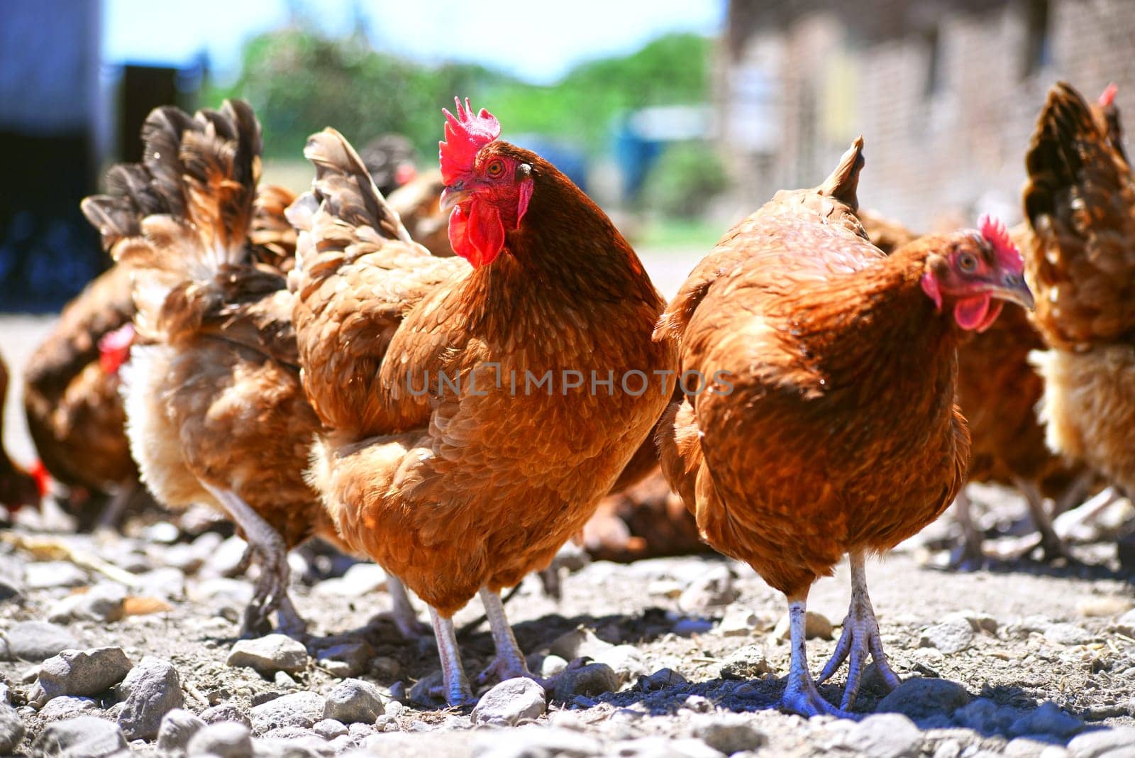 Chickens on traditional free range poultry farm.