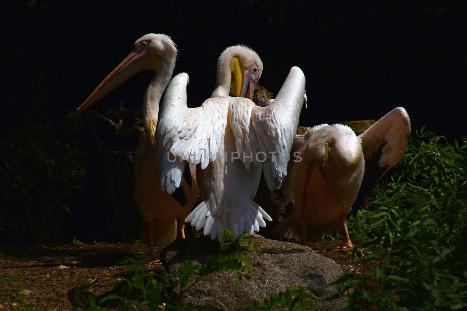 Pelicans