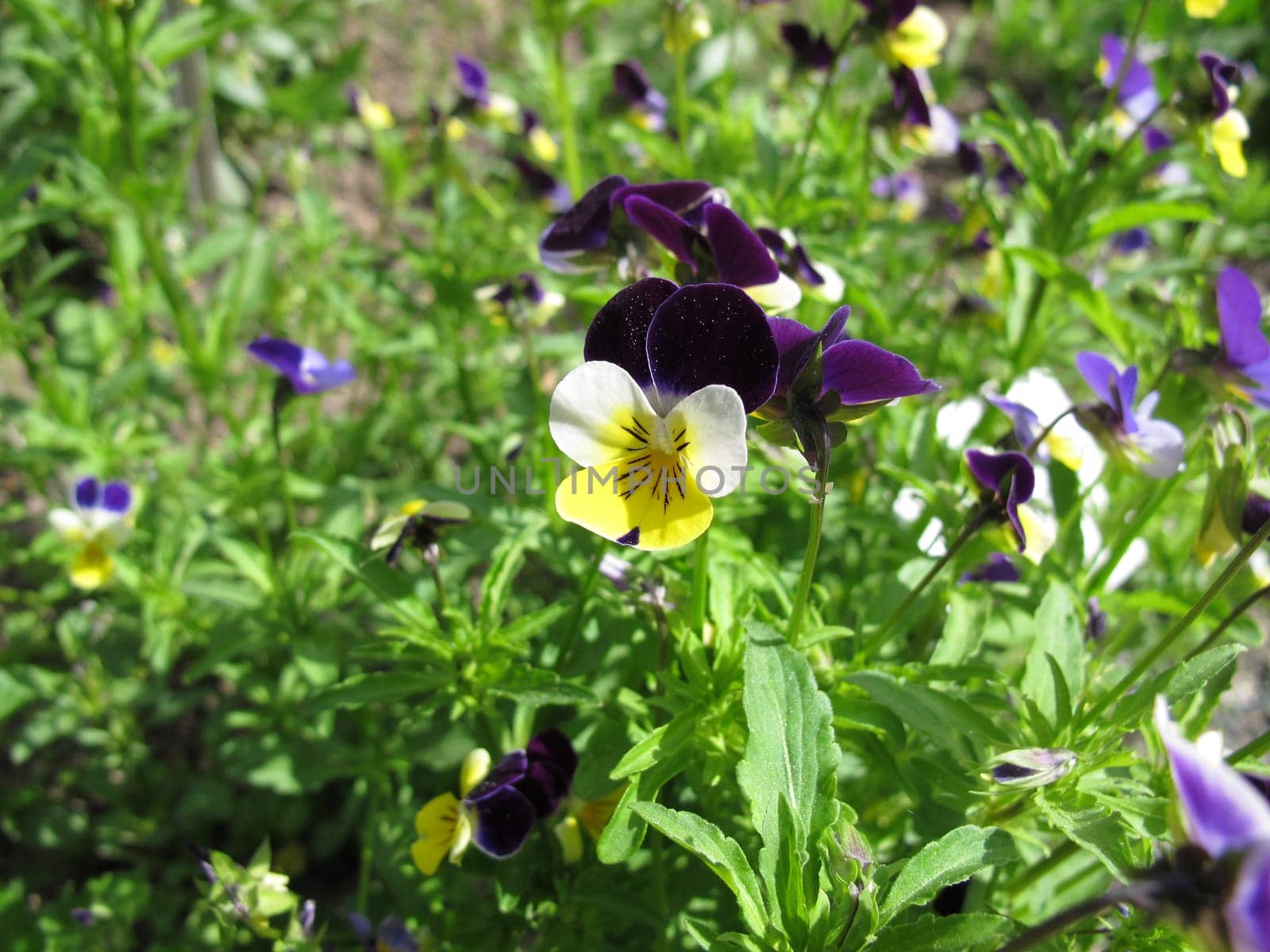 Wild pansies,viola tricolor