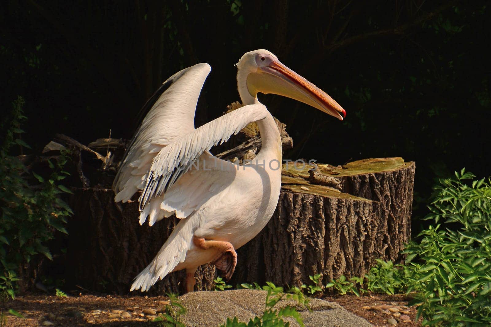 Pelican