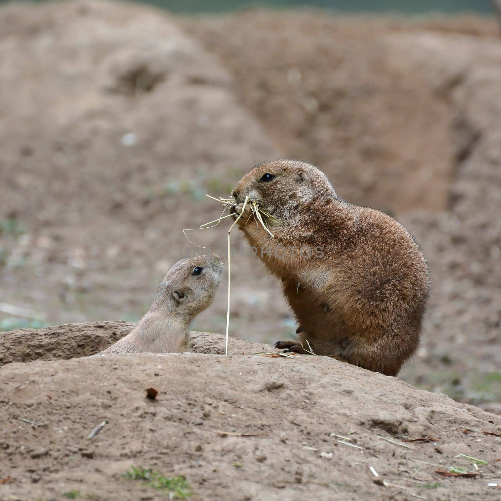 young prairie dog with his mother