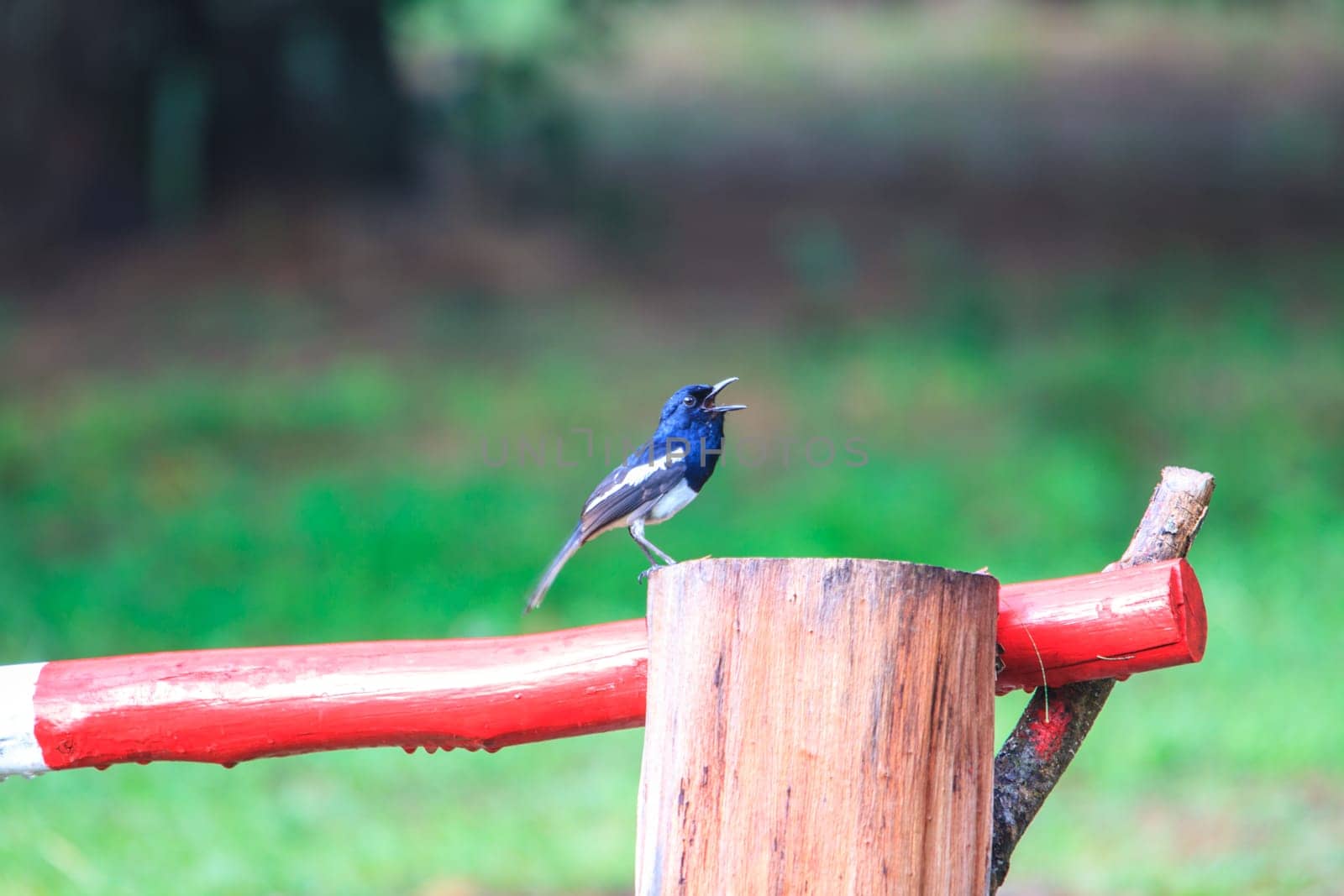 Oriental Magpie Robin bird in nature, Copsychus saularis