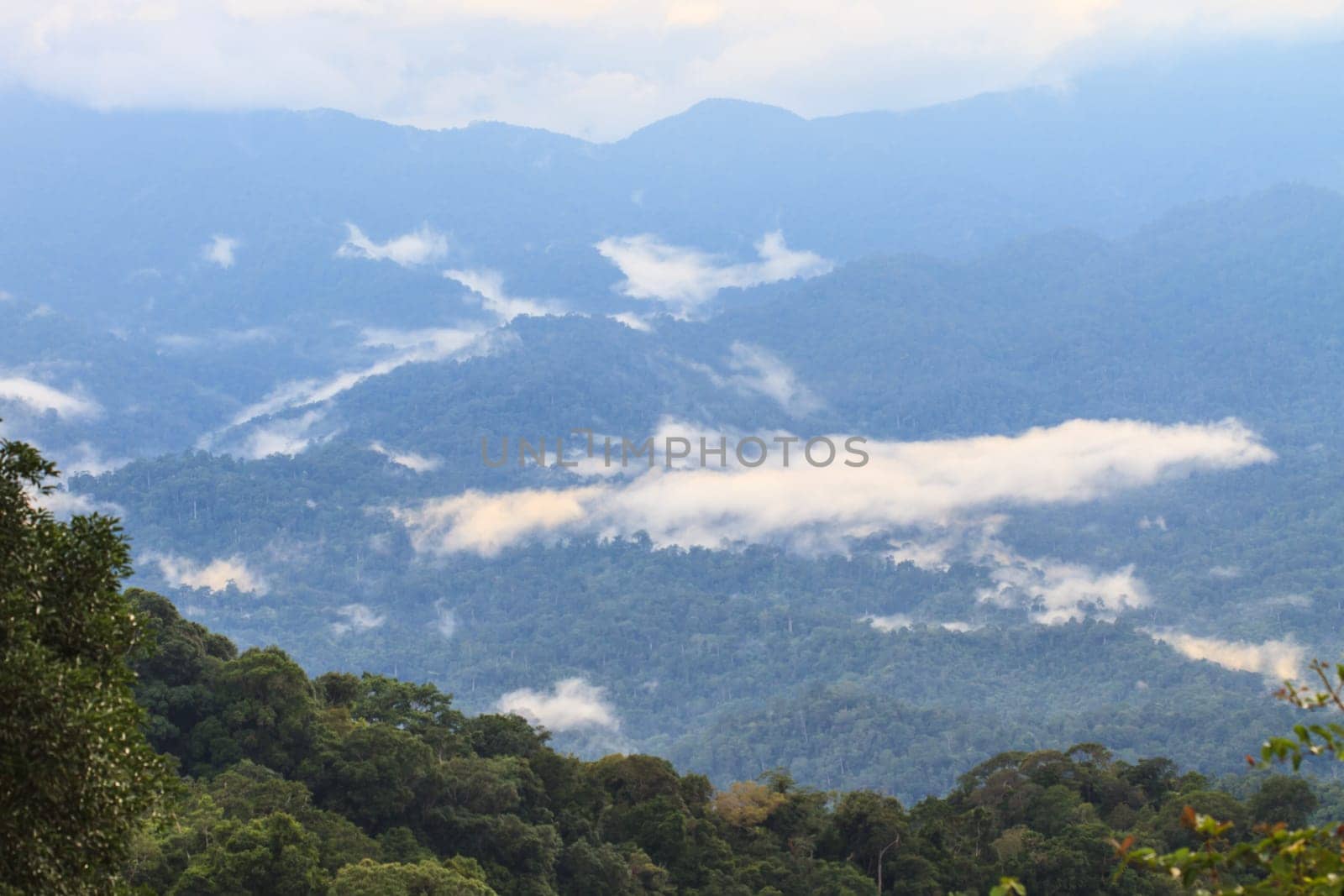 sea of fog with forests as foreground on mountain