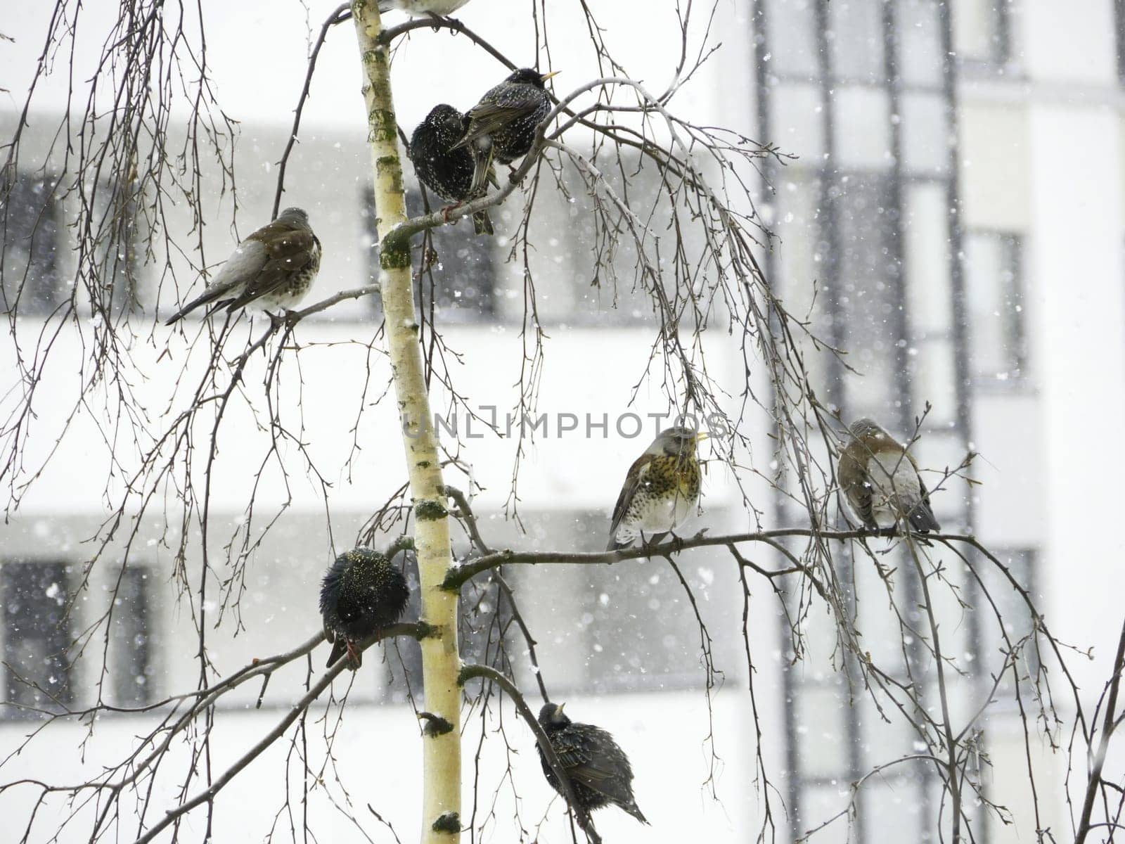 ruffled thrushes sit on birch branches winter in the city