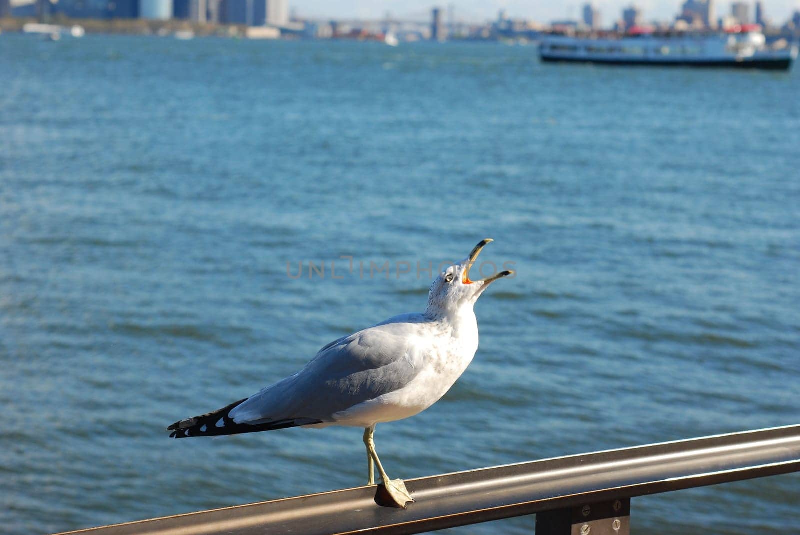 Closeup of a seagull perched on a handrail in New York City