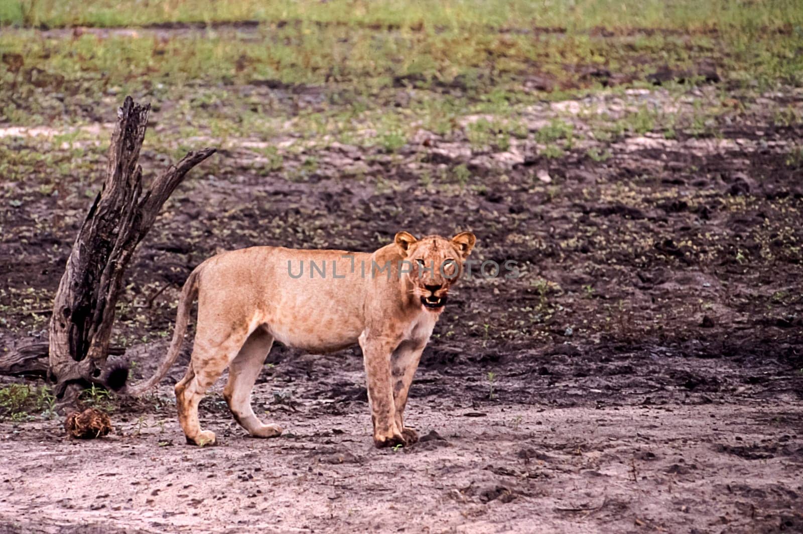 Lion (Panthera leo), Selous Game Reserve, Morogoro, Tanzania, Africa