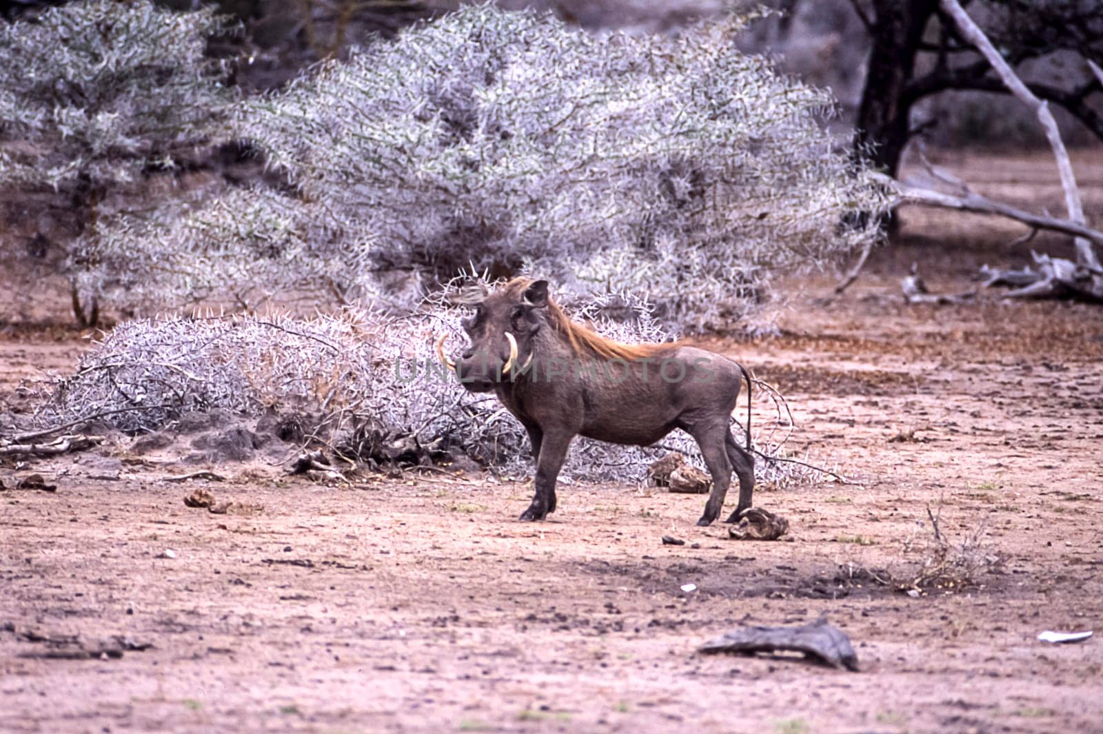 Warthog (Phacochoerus aethiopicus), Selous Game Reserve, Morogoro, Tanzania, Africa.