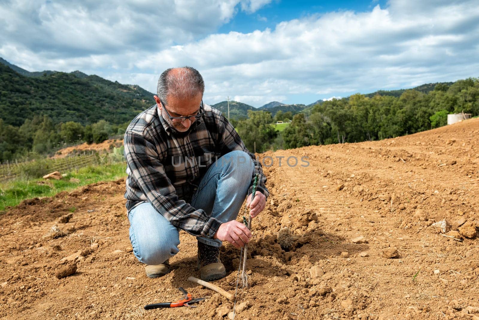 Farmer in the new vineyard prepares and plants the new vine seedlings in the ground. Agricultural industry, winery.