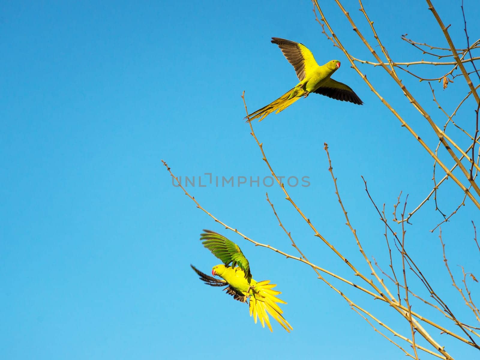 Green parakeet couple in Rome flying
