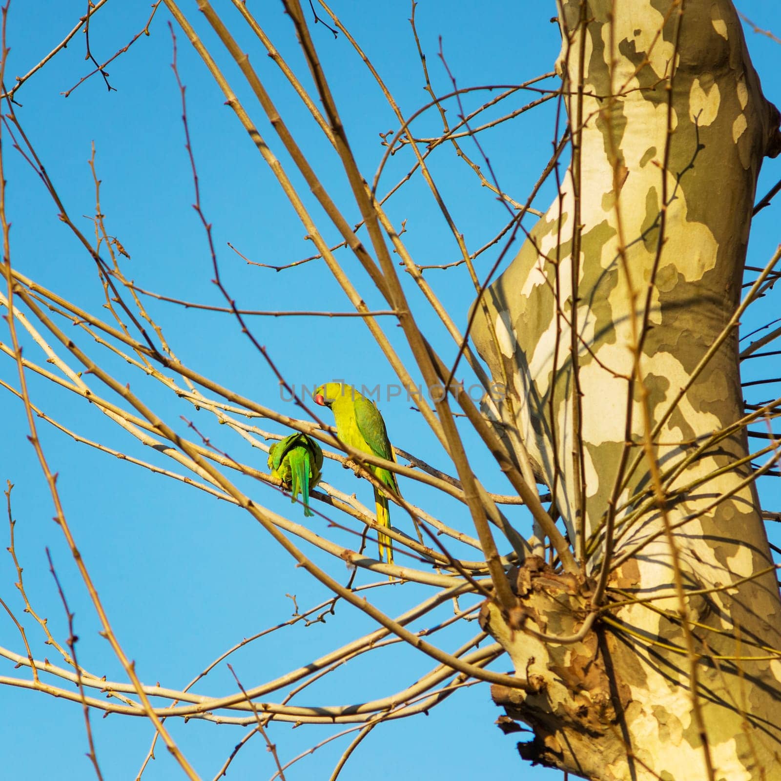 Bright green parrot on a green tree in spring in Rome