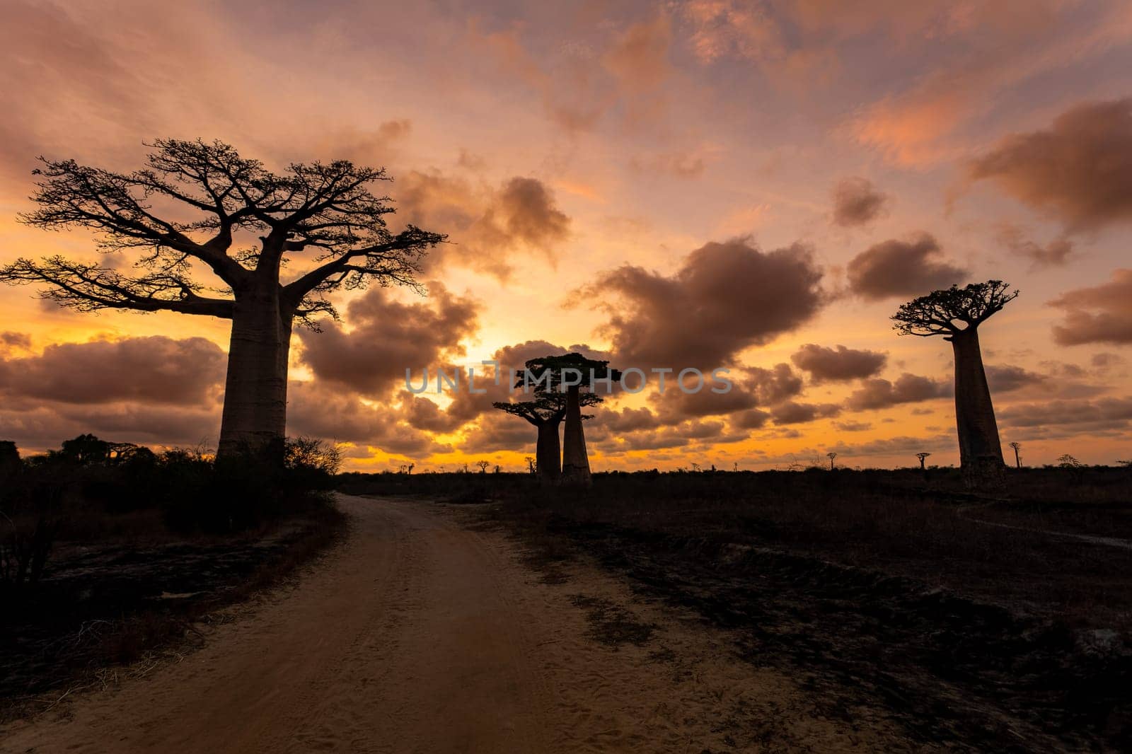 Amazing Baobab trees in sunset lining the road to Kivalo Village. Beautiful view of famous majestic endemic trees against a dramatic sunset. Pure Madagascar wildderness landscape.