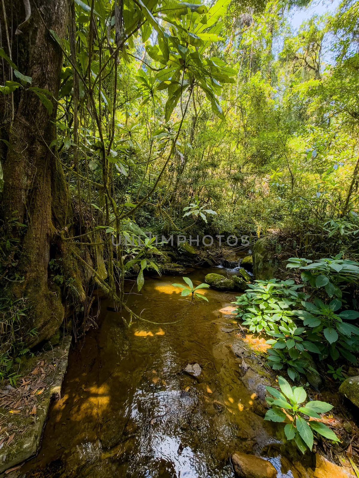 Stunning wilderness of Ranomafana National Park, complete with lush rainforest and dense jungle and small stream in rain forest. Madagascar wilderness landscape.
