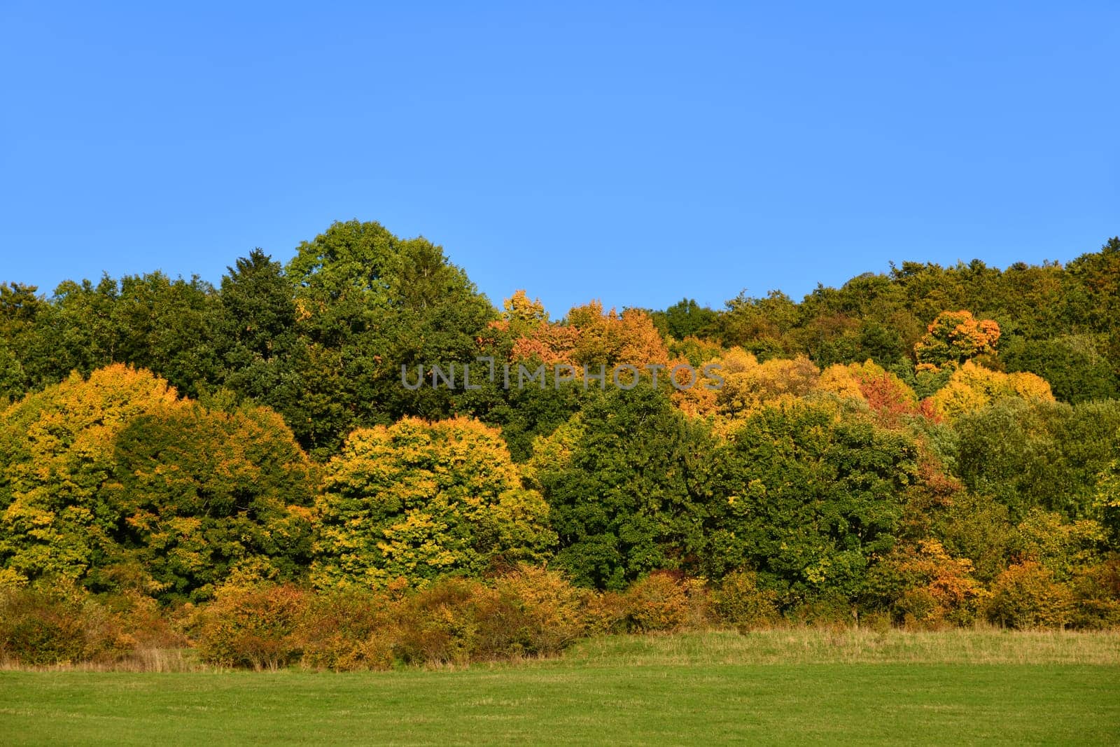 Trees in the forest with great autumn colors