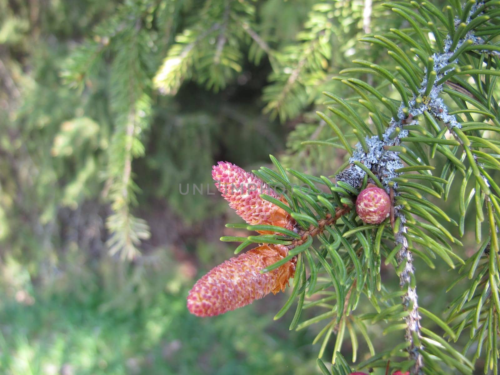 European spruce with buds, flowers and young cones
