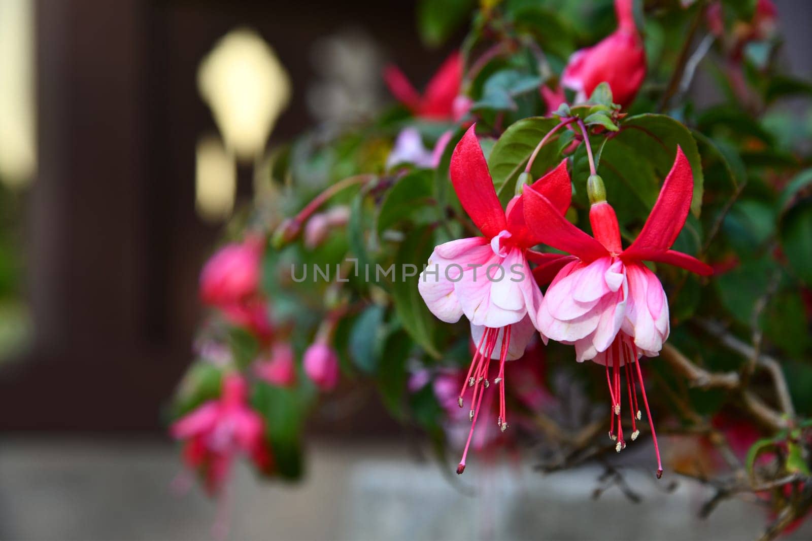 red flowering hanging fuchsia in flower pot