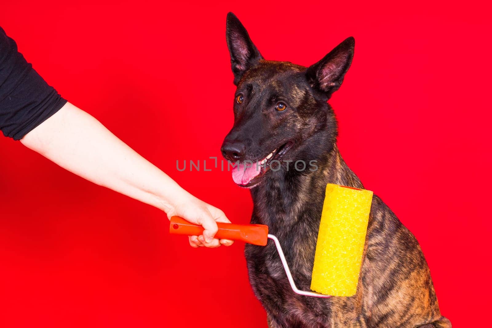A dog builder is holding roller brusht. Red yellow background. Isolated. Dutch shepherd