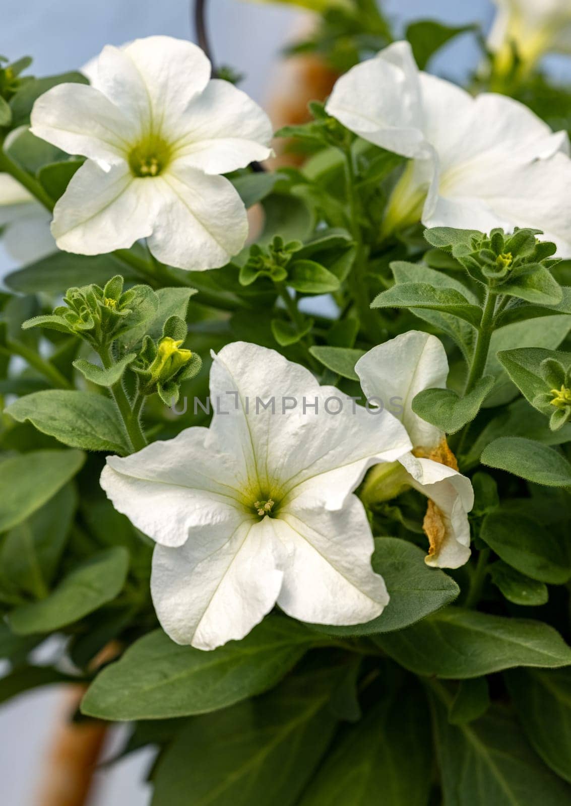 Blooming white surfinia flowers with beautiful delicate petals