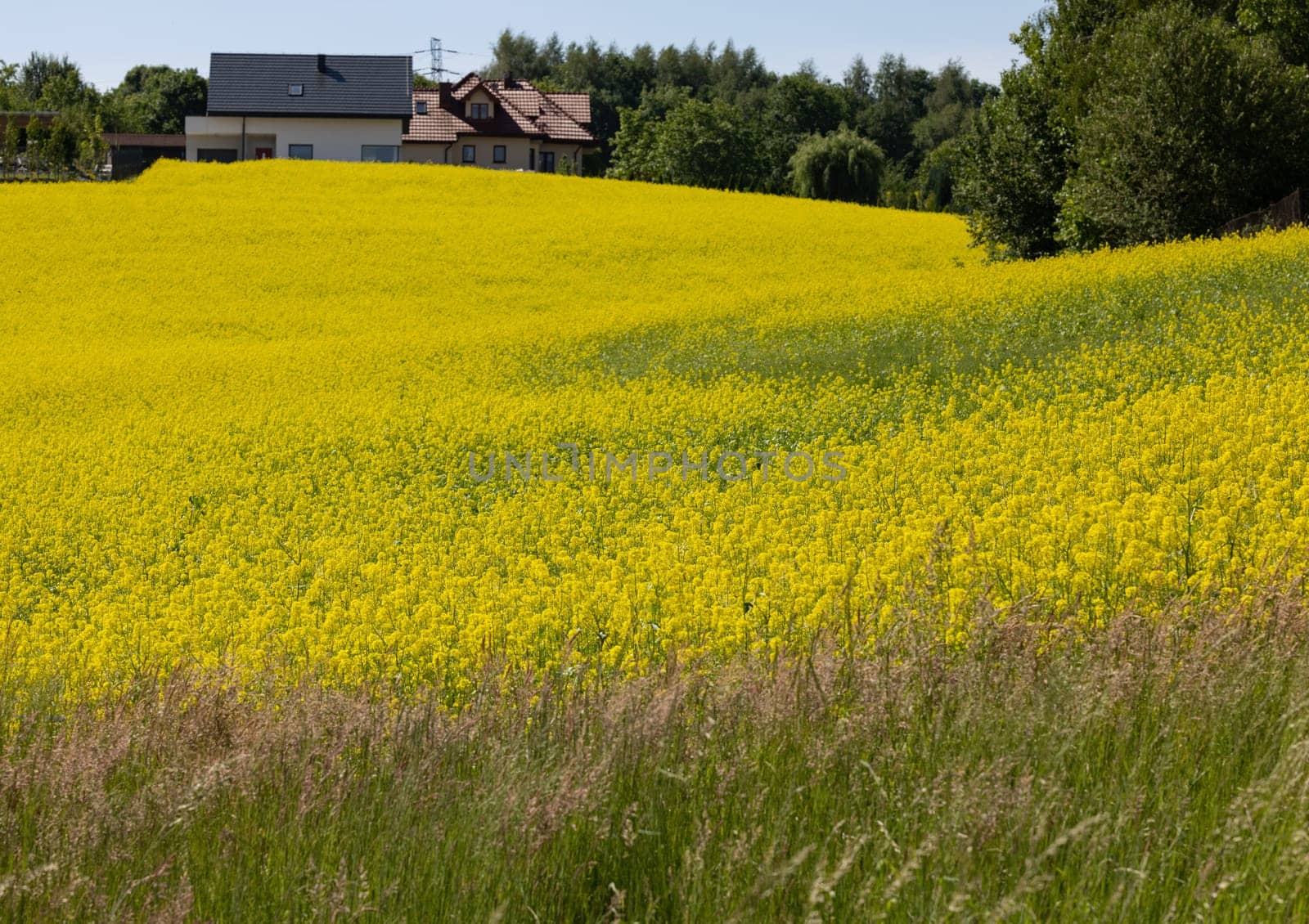 Cultivated field with blooming rape in bright yellow color