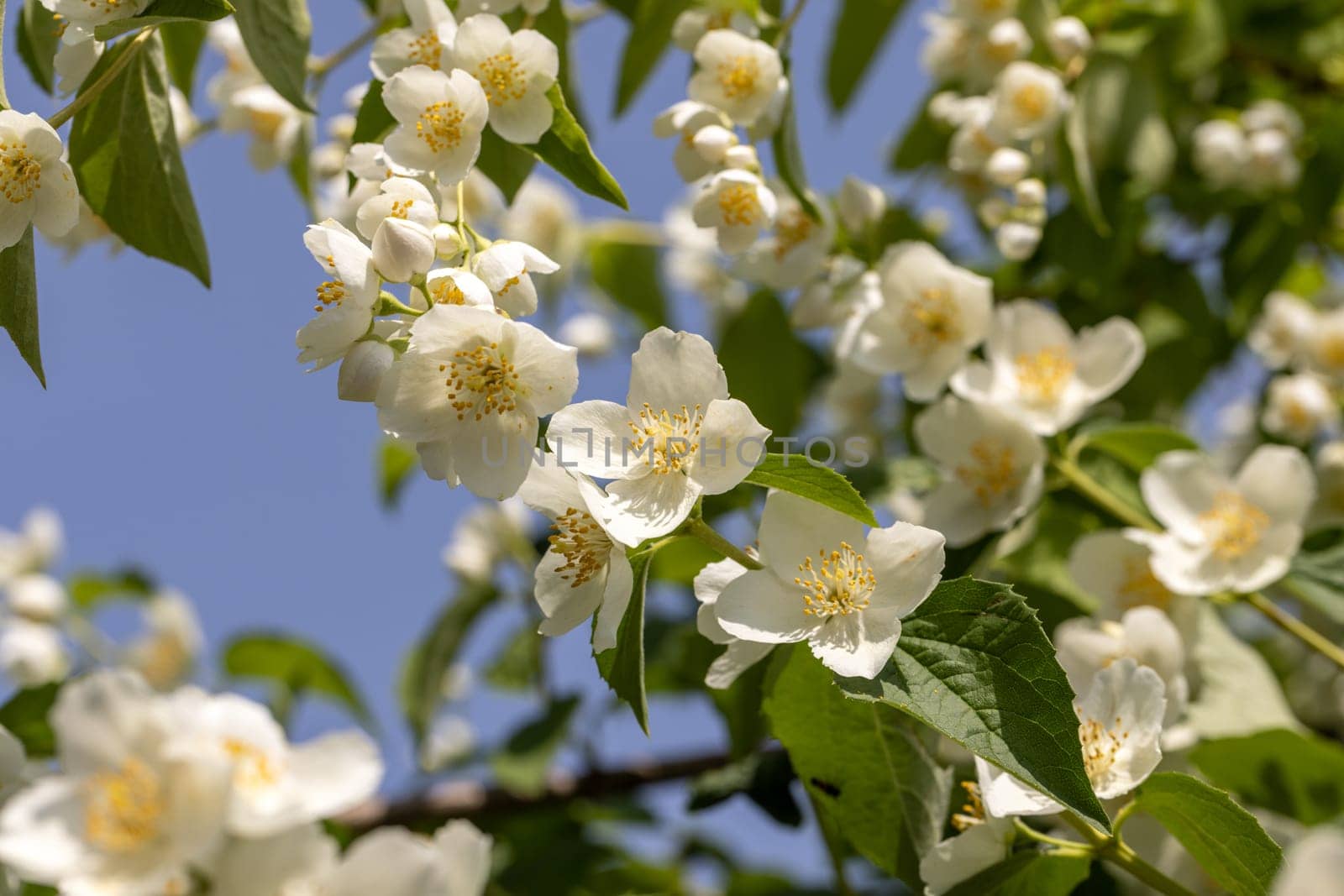 Beautiful white jasmine blossom flowers in spring time. Background with flowering jasmin bush.