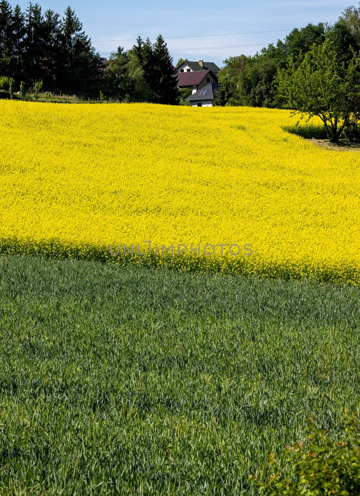 Cultivated field with blooming rape in bright yellow color